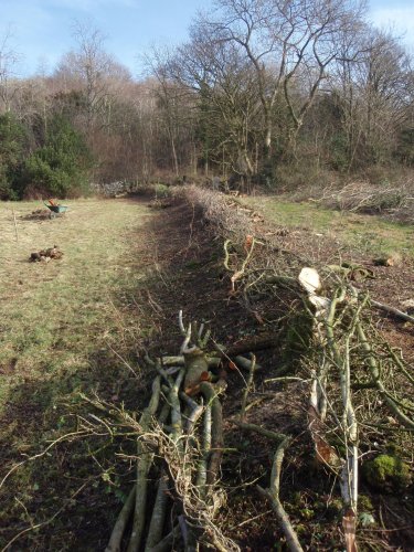 First Hedge Laid